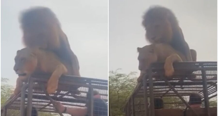 O vídeo tem 36 segundos e mostra um casal de leões acasalando em cima de um jipe - Foto: Reprodução/Twitter @chumikopiko