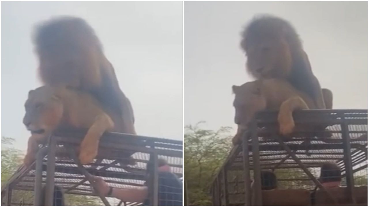 O vídeo tem 36 segundos e mostra um casal de leões acasalando em cima de um jipe - Foto: Reprodução/Twitter @chumikopiko