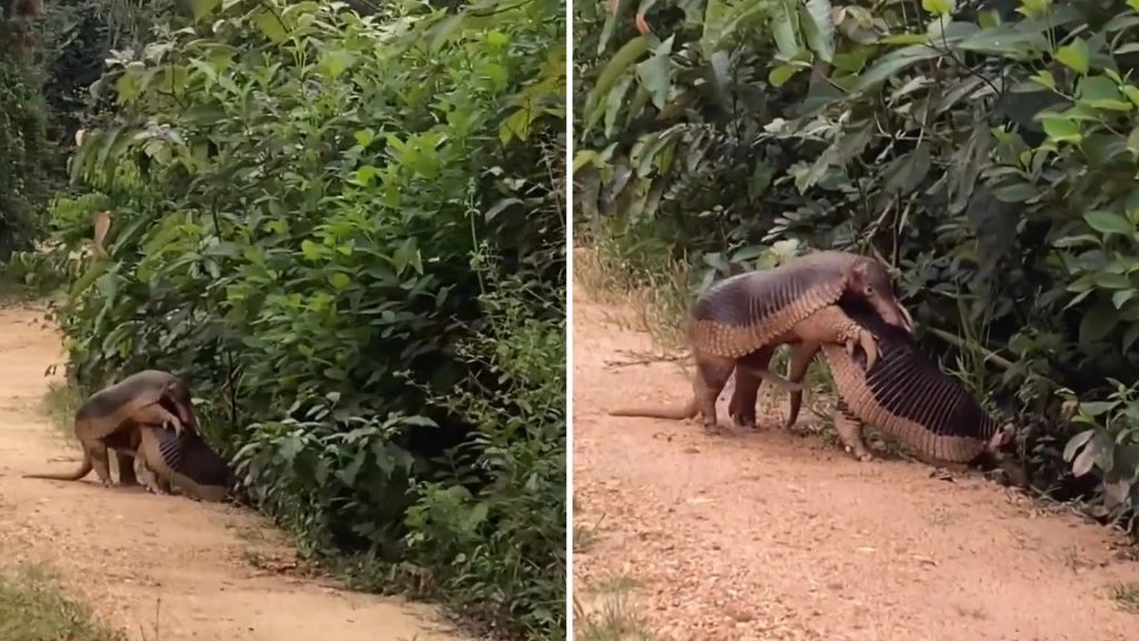 Giant armadillos were spotted during daylight - Photo: Reproduction/Instagram @projetotatucanastra
