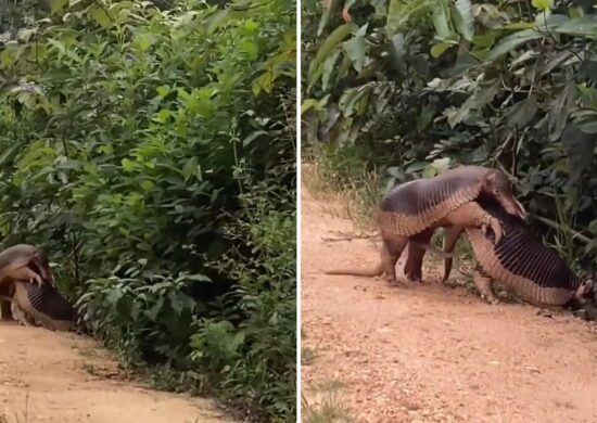 Giant armadillos were spotted during daylight - Photo: Reproduction/Instagram @projetotatucanastra