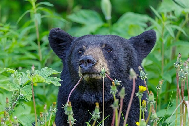 black-bear-wikimidia-thomas-furhmann