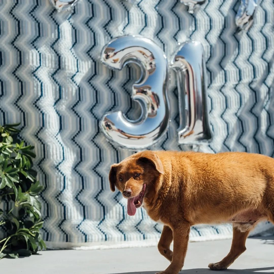 Festa de aniversário de Bobi, o cachorro mais velho do mundo - Foto: Reprodução/Instagram @bobiportugal