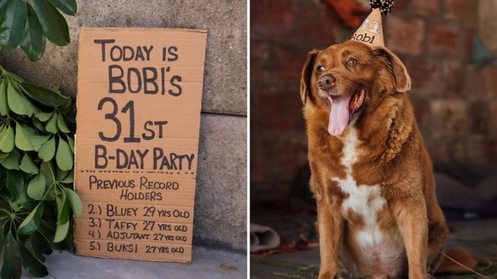 Bobi é o cachorro mais velho do mundo, segundo o Guinness World Records - Foto: Reprodução/Instagram @bobiportugal