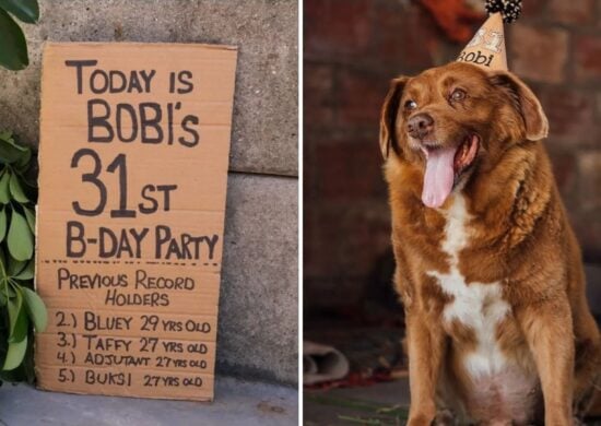 Bobi é o cachorro mais velho do mundo, segundo o Guinness World Records - Foto: Reprodução/Instagram @bobiportugal