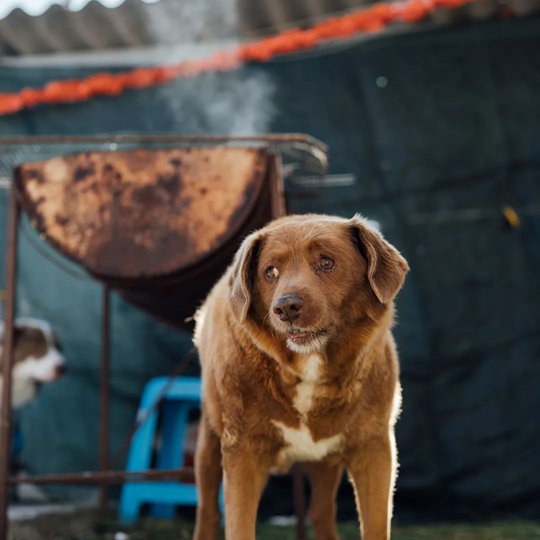 Festa de aniversário de Bobi, o cachorro mais velho do mundo - Foto: Reprodução/Instagram @bobiportugal