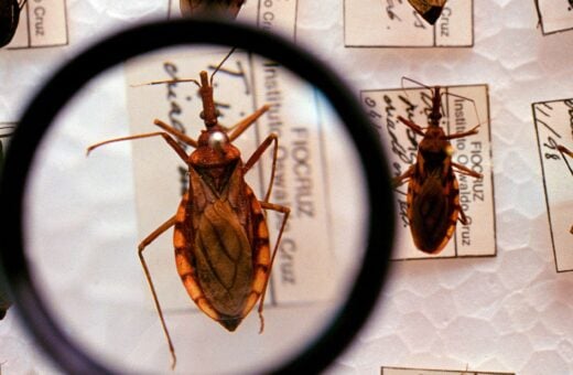 Doença de Chagas é uma doença infecciosa causada pelo inseto triatomíneo - Foto: Divulgação/Ministério da Saúde