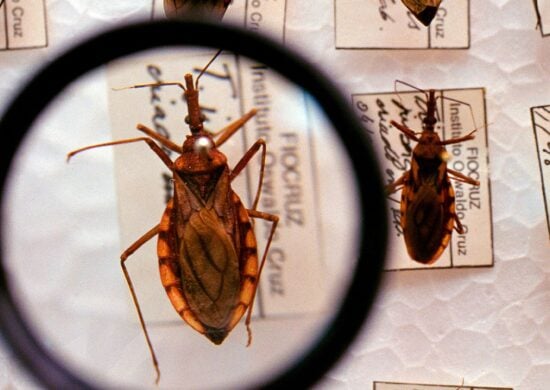 Doença de Chagas é uma doença infecciosa causada pelo inseto triatomíneo - Foto: Divulgação/Ministério da Saúde