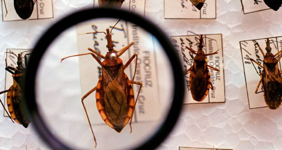 Doença de Chagas é uma doença infecciosa causada pelo inseto triatomíneo - Foto: Divulgação/Ministério da Saúde