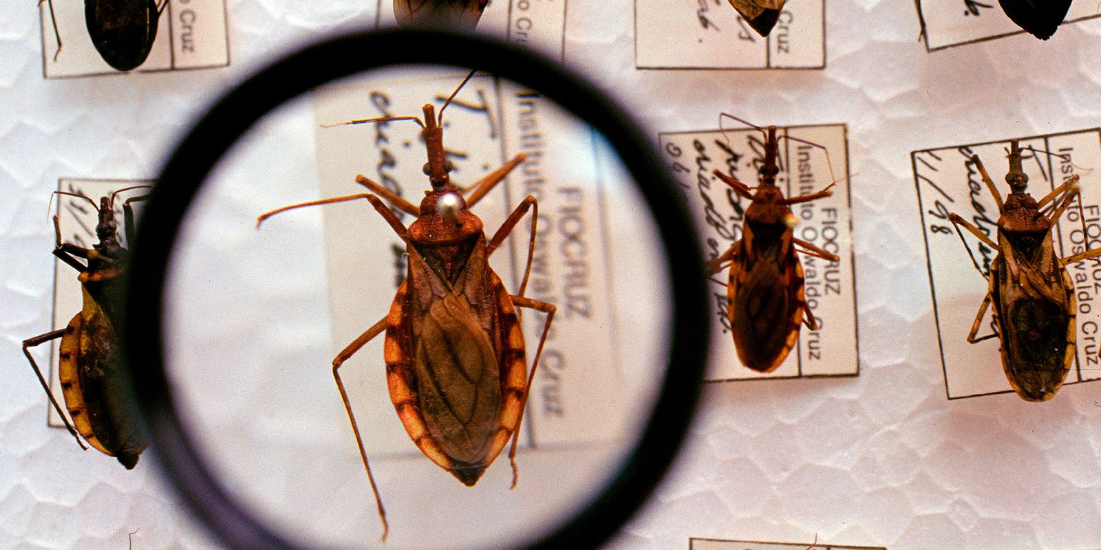 Doença de Chagas é uma doença infecciosa causada pelo inseto triatomíneo - Foto: Divulgação/Ministério da Saúde