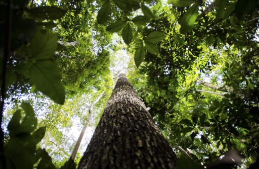 Lei sobre crédito do comércio de carbono é oriunda da Medida Provisória 1151/22 - Foto: Marcelo Camargo/Agência Brasil