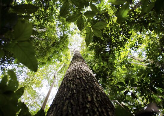 Lei sobre crédito do comércio de carbono é oriunda da Medida Provisória 1151/22 - Foto: Marcelo Camargo/Agência Brasil