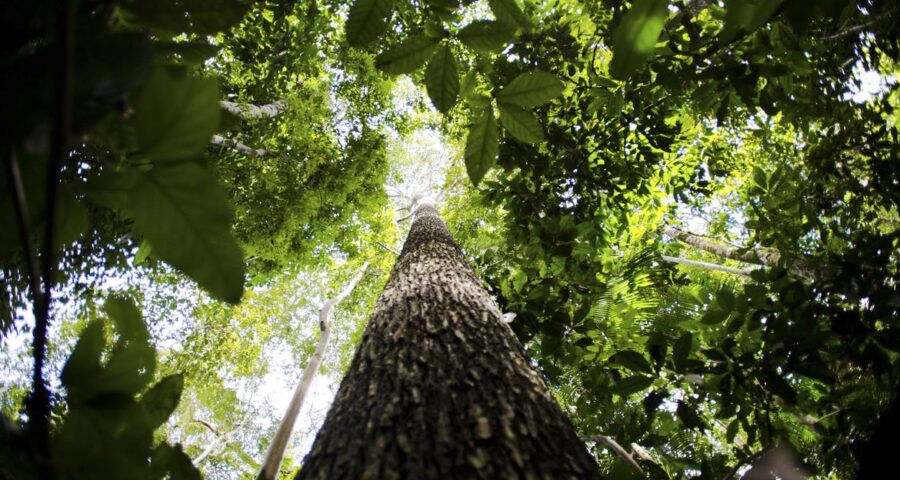 Lei sobre crédito do comércio de carbono é oriunda da Medida Provisória 1151/22 - Foto: Marcelo Camargo/Agência Brasil