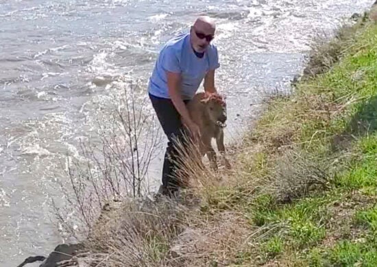 Registro do turista com bisão está com autoridades - Foto: Reprodução/Twitter/Hellen Jack @yellowstoneNPS