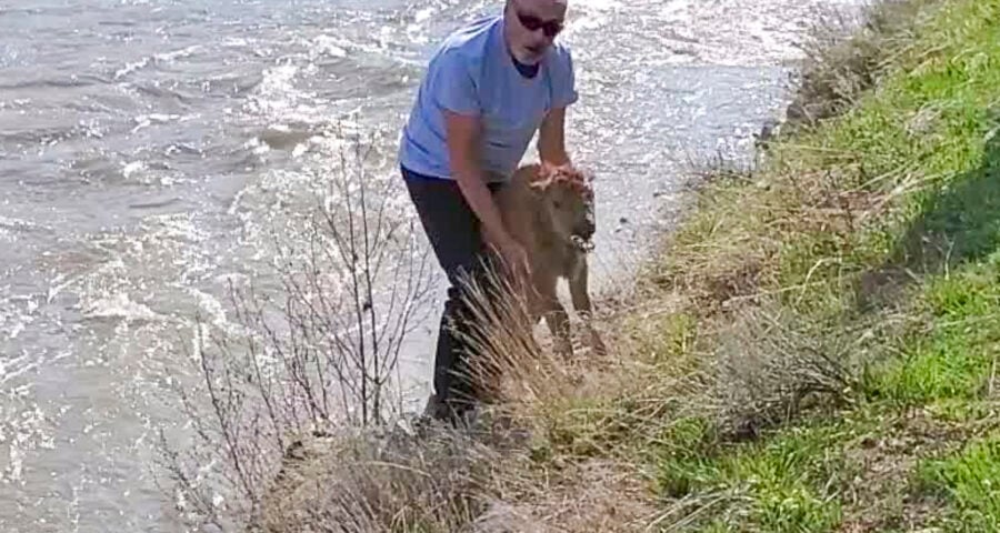 Registro do turista com bisão está com autoridades - Foto: Reprodução/Twitter/Hellen Jack @yellowstoneNPS