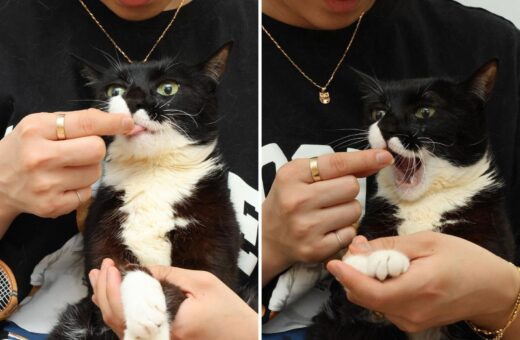 A gata é chamada de Poong e mora na Coreia do Sul - Foto: Reprodução/Instagram @namhee_psd