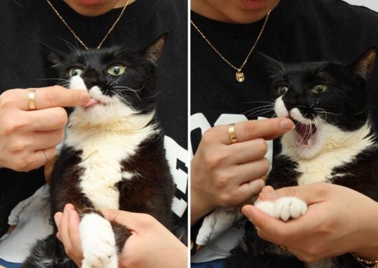 A gata é chamada de Poong e mora na Coreia do Sul - Foto: Reprodução/Instagram @namhee_psd