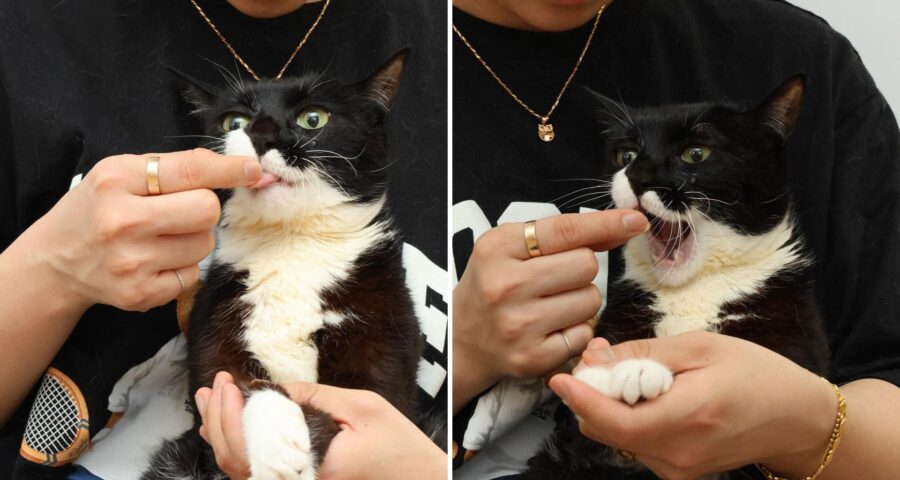 A gata é chamada de Poong e mora na Coreia do Sul - Foto: Reprodução/Instagram @namhee_psd