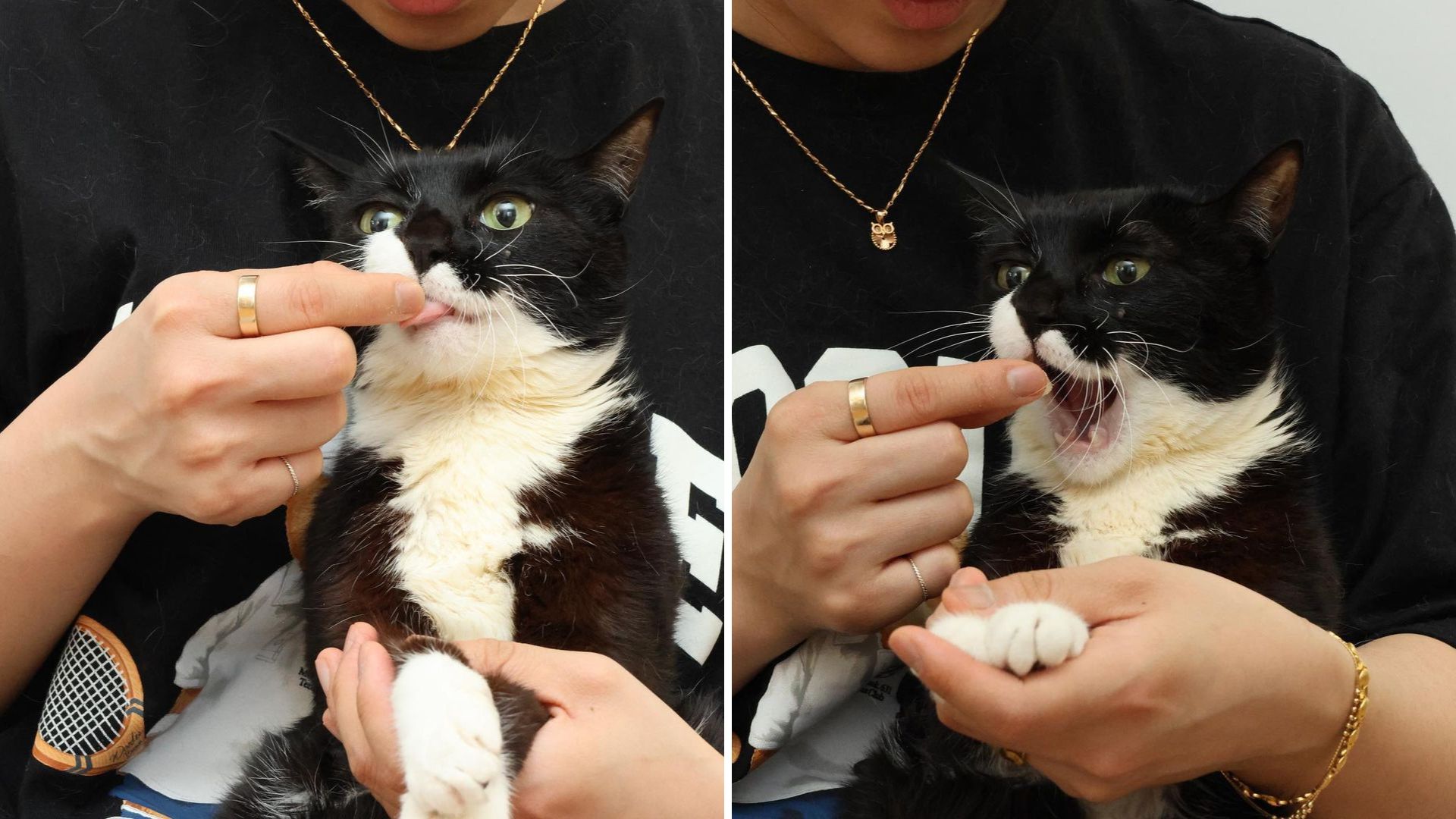 VÍDEO: gata com deficiência viraliza ao abrir a boca para pedir comida