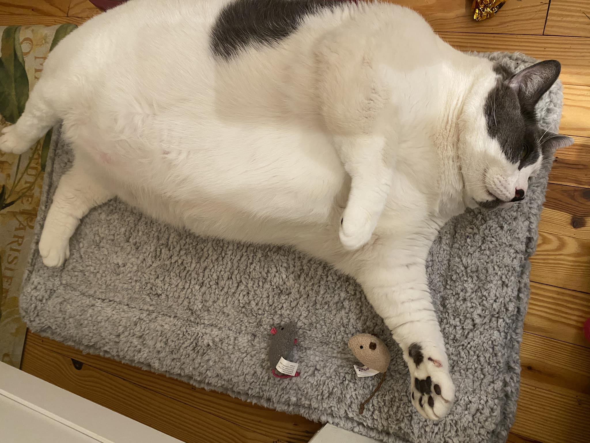 Gato gigante de quase 12 kg faz sucesso nas redes sociais 