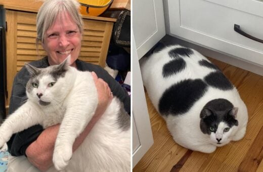 Gato gigante tem rotina diária compartilhada em página do Facebook - Foto: Reprodução/Facebook Patches' Journey