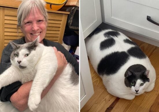 Gato gigante tem rotina diária compartilhada em página do Facebook - Foto: Reprodução/Facebook Patches' Journey