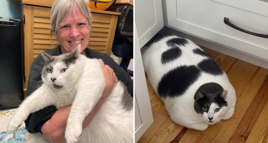 Gato gigante tem rotina diária compartilhada em página do Facebook - Foto: Reprodução/Facebook Patches' Journey