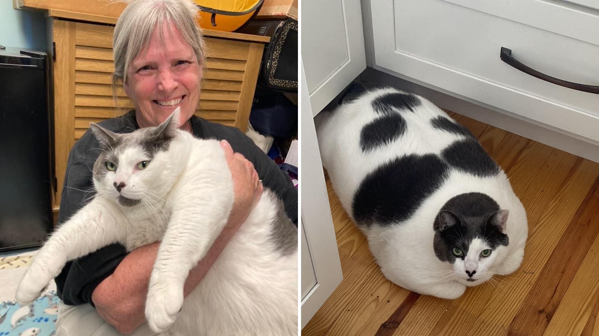 Gato gigante de 18 kg faz dieta para emagrecer após ser adotado nos EUA