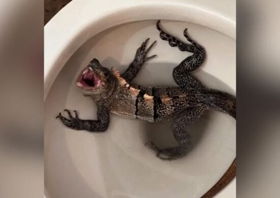 Iguana tentou fugir pelo vaso sanitário - Foto: Reprodução/WSVN