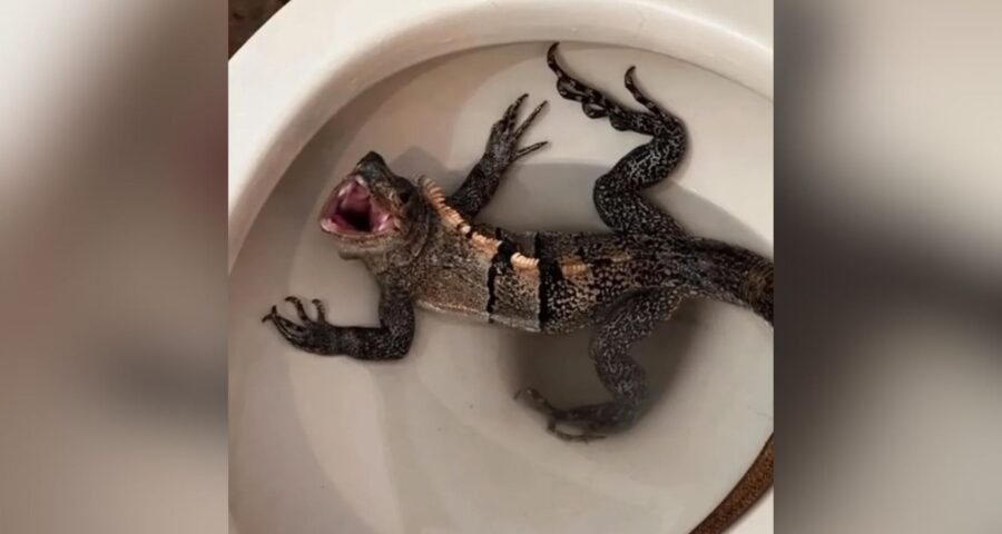 Iguana tentou fugir pelo vaso sanitário - Foto: Reprodução/WSVN