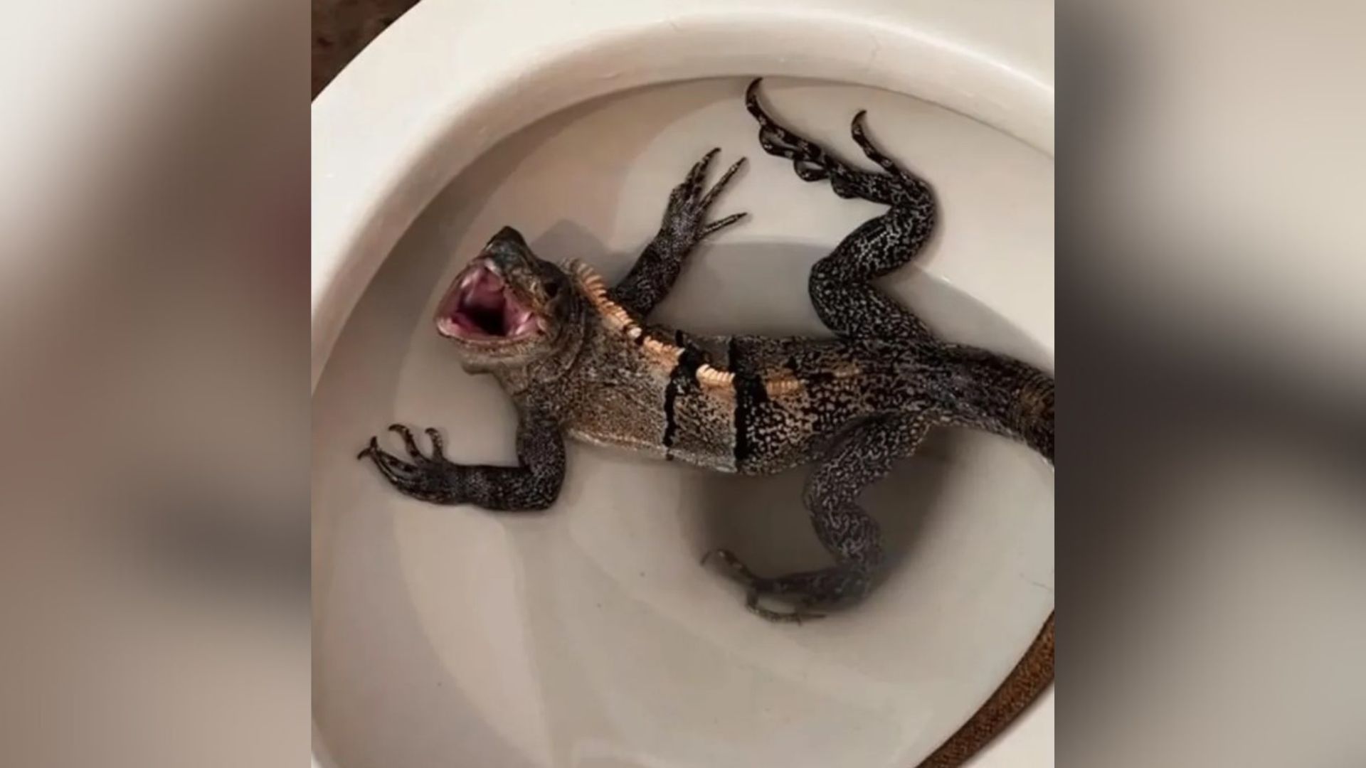 Iguana tentou fugir pelo vaso sanitário - Foto: Reprodução/WSVN