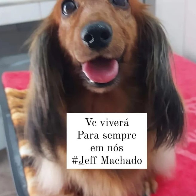 Cães prestam homenagem ao ator Jeff Machado - Foto: Reprodução/Instagram @dogsdojeff