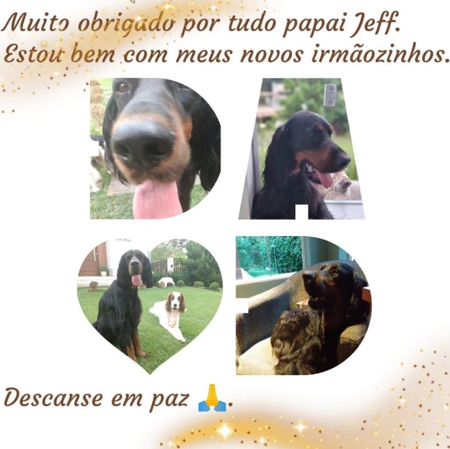 Cães prestam homenagem ao ator Jeff Machado - Foto: Reprodução/Instagram @dogsdojeff