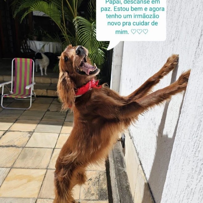 Cães prestam homenagem ao ator Jeff Machado - Foto: Reprodução/Instagram @dogsdojeff