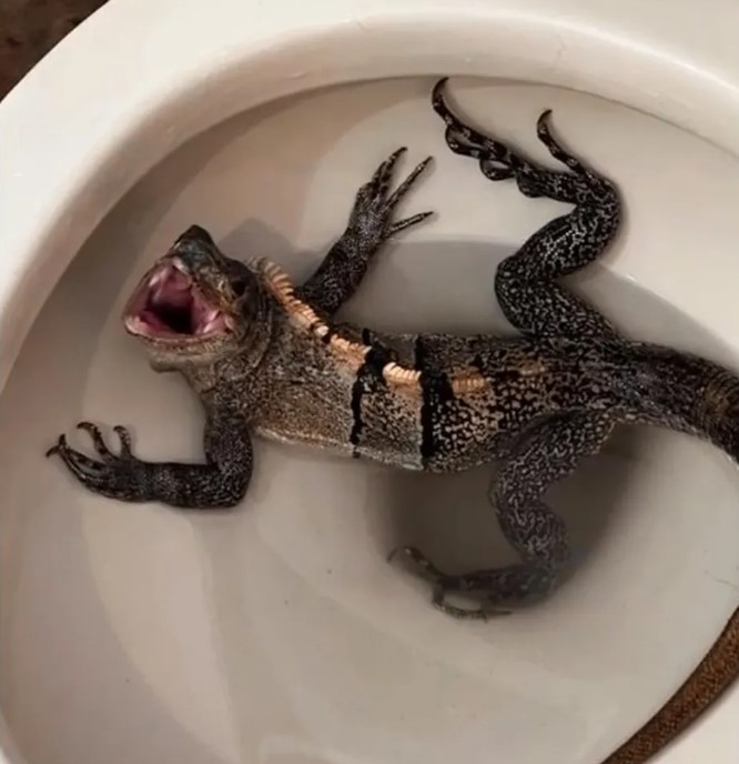 Iguana encontrada por morador nos EUA - Foto: Reprodução/Iguana tentou fugir pelo vaso sanitário - Foto: Reprodução/WSVN
