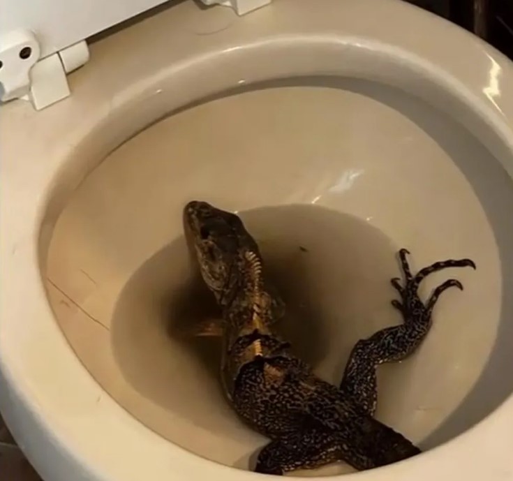 Iguana encontrada por morador nos EUA - Foto: Reprodução/Iguana tentou fugir pelo vaso sanitário - Foto: Reprodução/WSVN