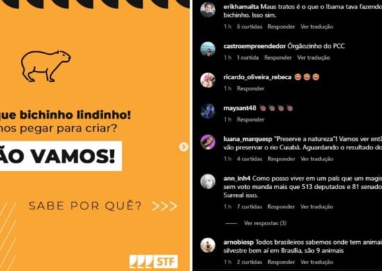 Campanha do STF com Ibama nas redes sociais - Foto: Reprodução/instagram/@suprenotribunalfederal