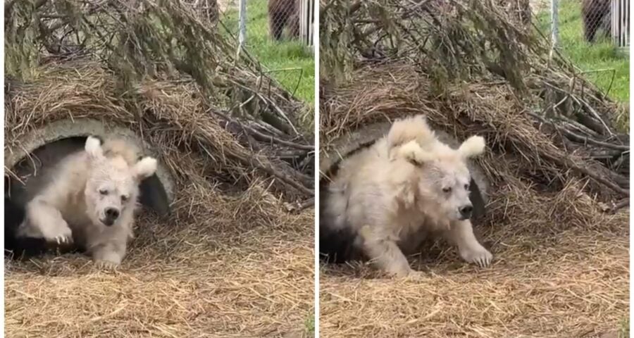 urso-pardo-viraliza-na-web-acordar-hibernacao-foto-reproduca-twitter-mezvan