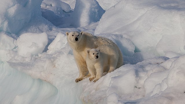 urso-polar-wikimedia-aweith