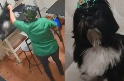 shih-tzu morreu após agressão dentro de um pet shop - Foto: Reprodução / Internet