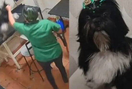 shih-tzu morreu após agressão dentro de um pet shop - Foto: Reprodução / Internet