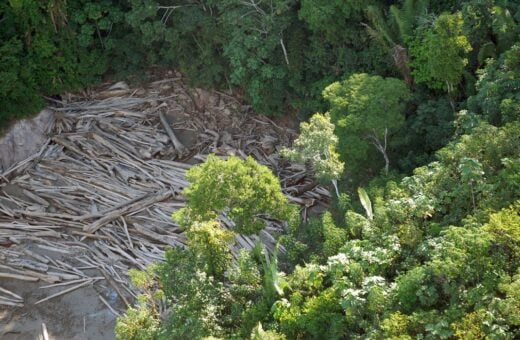 Desmatamento na Amazônia tem redução de 77%