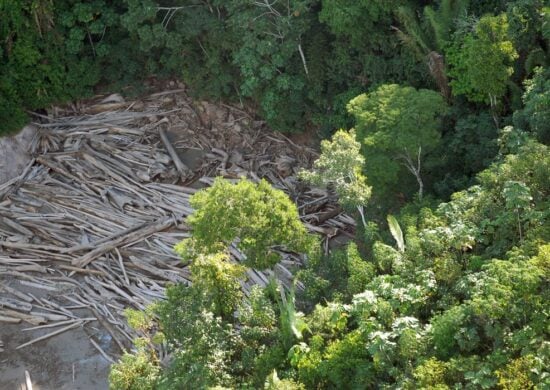 Desmatamento na Amazônia tem redução de 77%