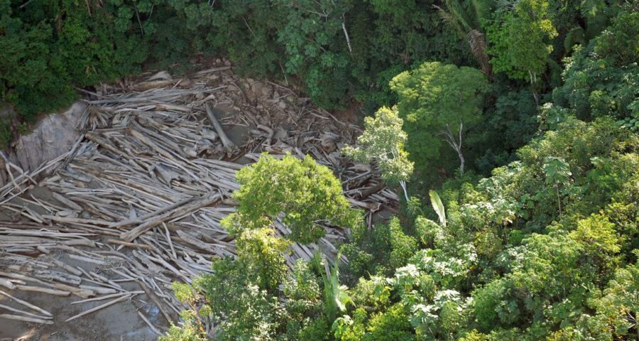 Desmatamento na Amazônia tem redução de 77%