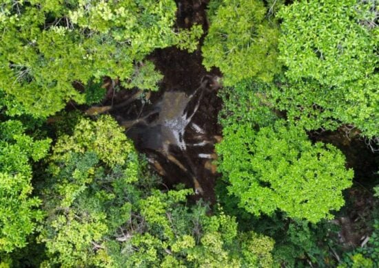 Perda de florestas tropicais primárias aumentou 15% no Brasil - Foto: Ascom/Secup