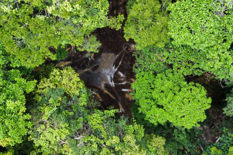 Perda de florestas tropicais primárias aumentou 15% no Brasil - Foto: Ascom/Secup
