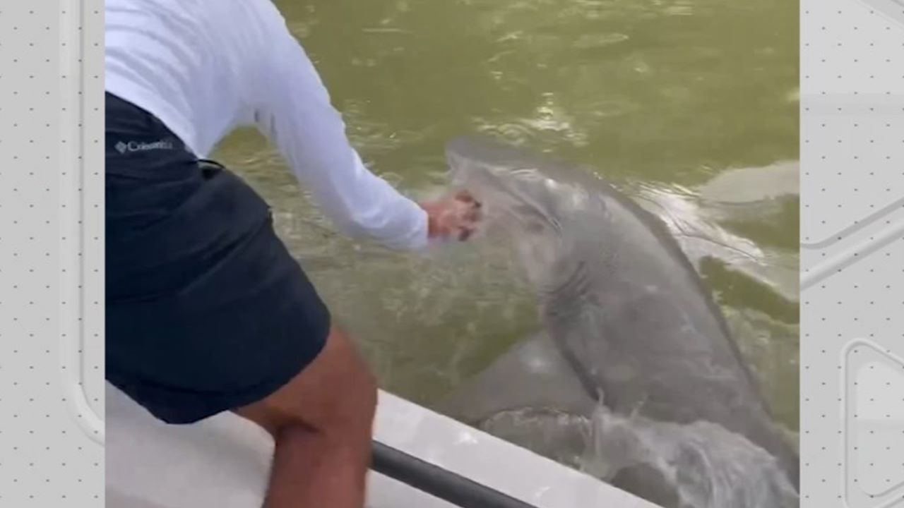 Tubarão mordeu a mão do homem que teve que ser levado ao hospital - Foto: Reprodução/Instagram@florida
