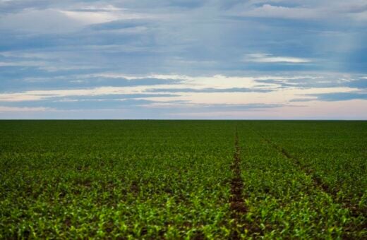 Decisão do STF sobre lei dos agrotóxicos deve ocorrer ainda nesta sexta - Foto: Marcelo Camargo/Agência Brasil