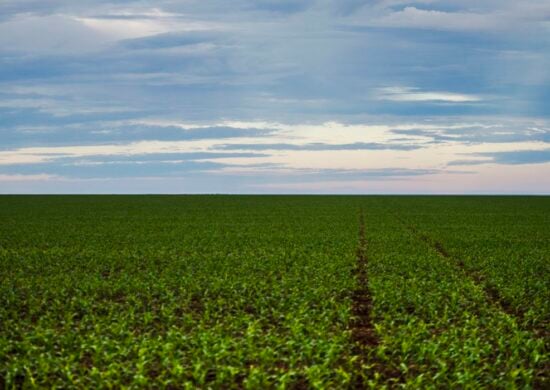 Decisão do STF sobre lei dos agrotóxicos deve ocorrer ainda nesta sexta - Foto: Marcelo Camargo/Agência Brasil