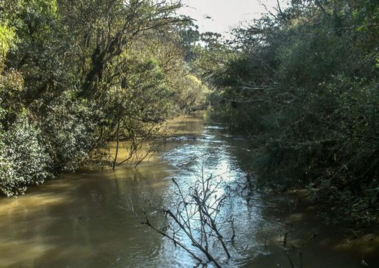 Concessão florestal prevê investimento de R$ 430 milhões na operação florestal - Foto: Divulgação/ICMBio