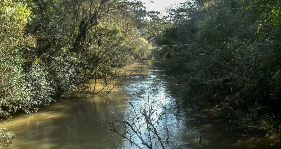 Concessão florestal prevê investimento de R$ 430 milhões na operação florestal - Foto: Divulgação/ICMBio